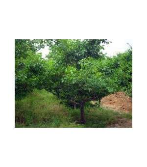 山楂树、杏树出售、5-7公分货源充足、质量好、价格低